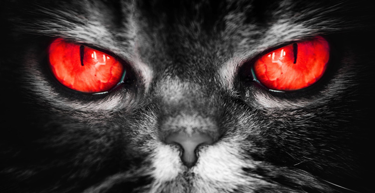 Злые глаза кошки